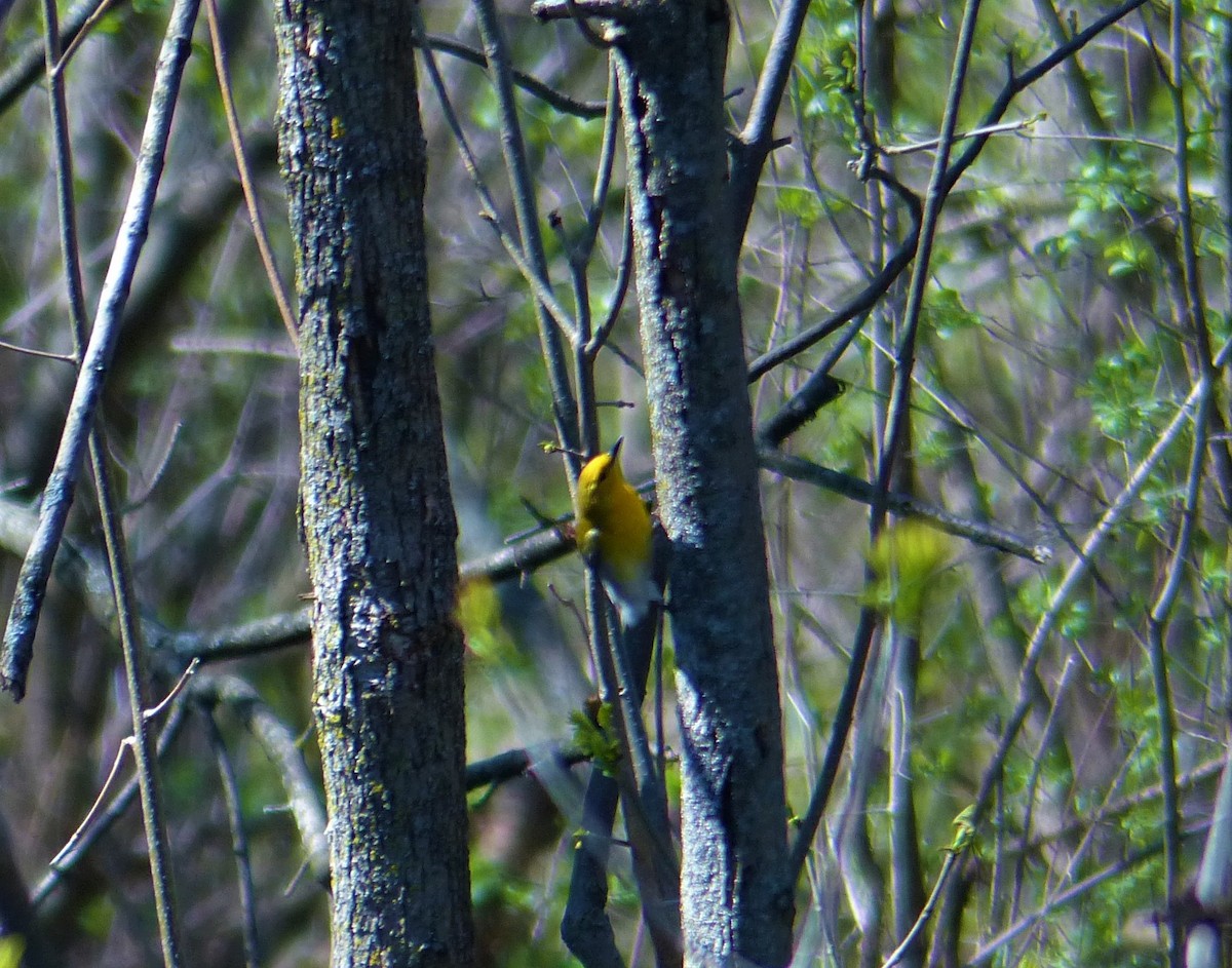 Prothonotary Warbler - ML154044901