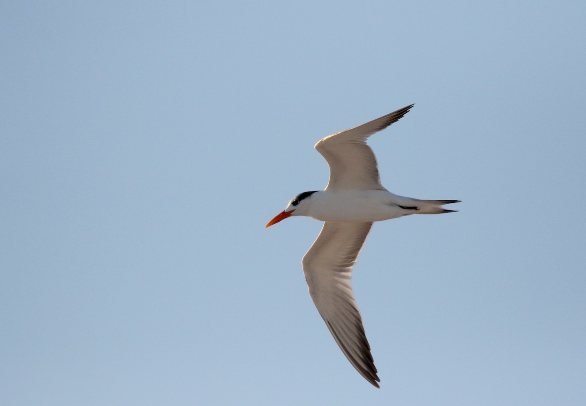 Royal Tern - Jay McGowan