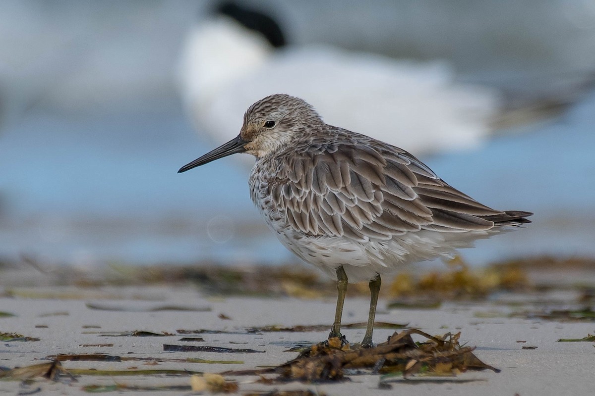 Great Knot - ML154047341