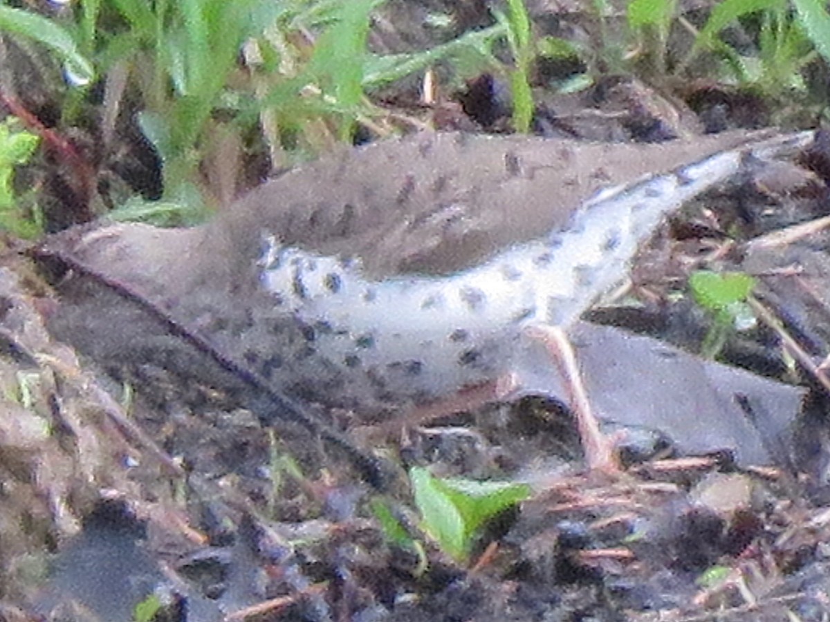 Spotted Sandpiper - Dick Hoopes