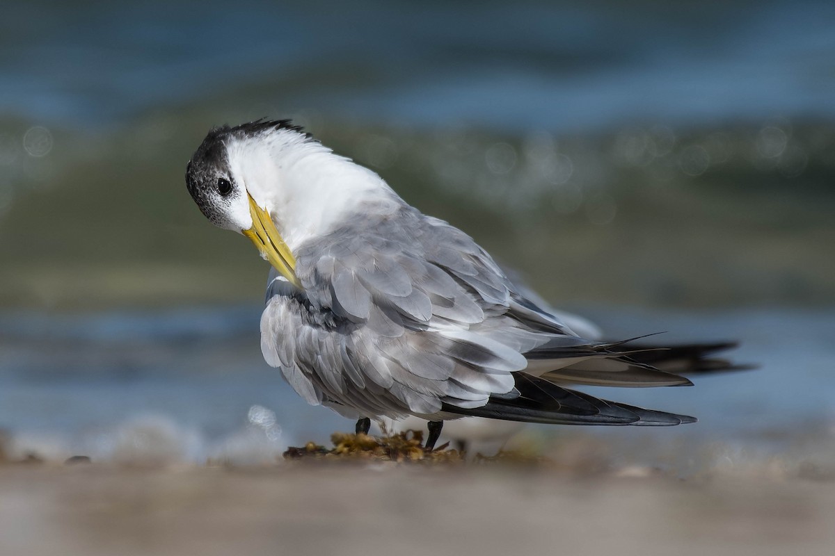Great Crested Tern - ML154050241