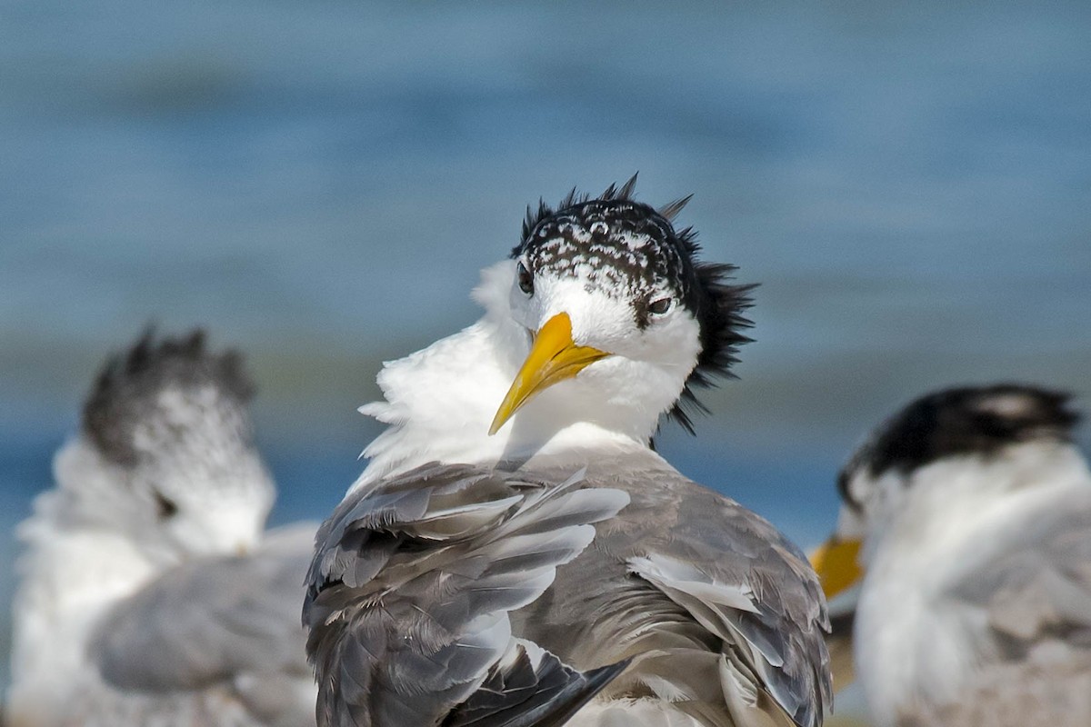 Great Crested Tern - ML154050291