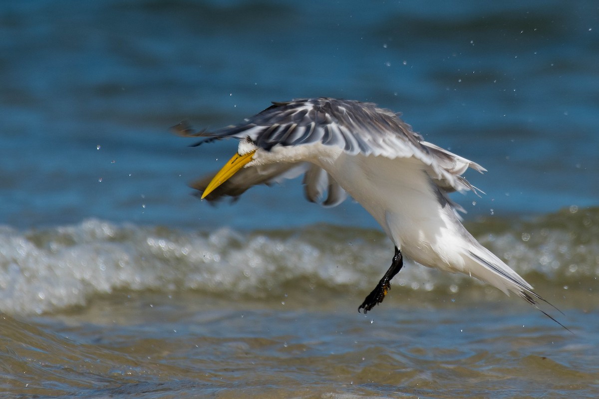 Great Crested Tern - ML154050371