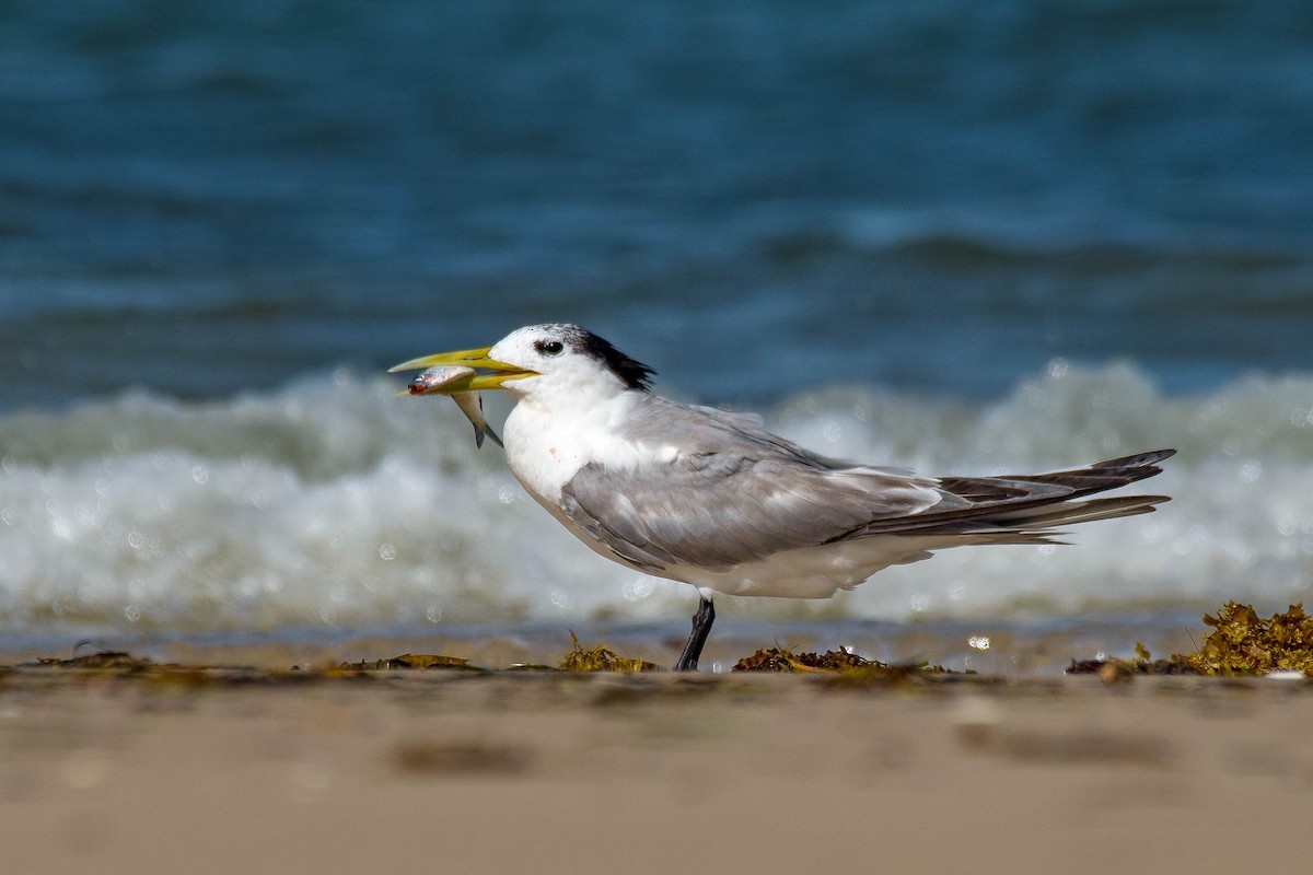 Great Crested Tern - ML154050421