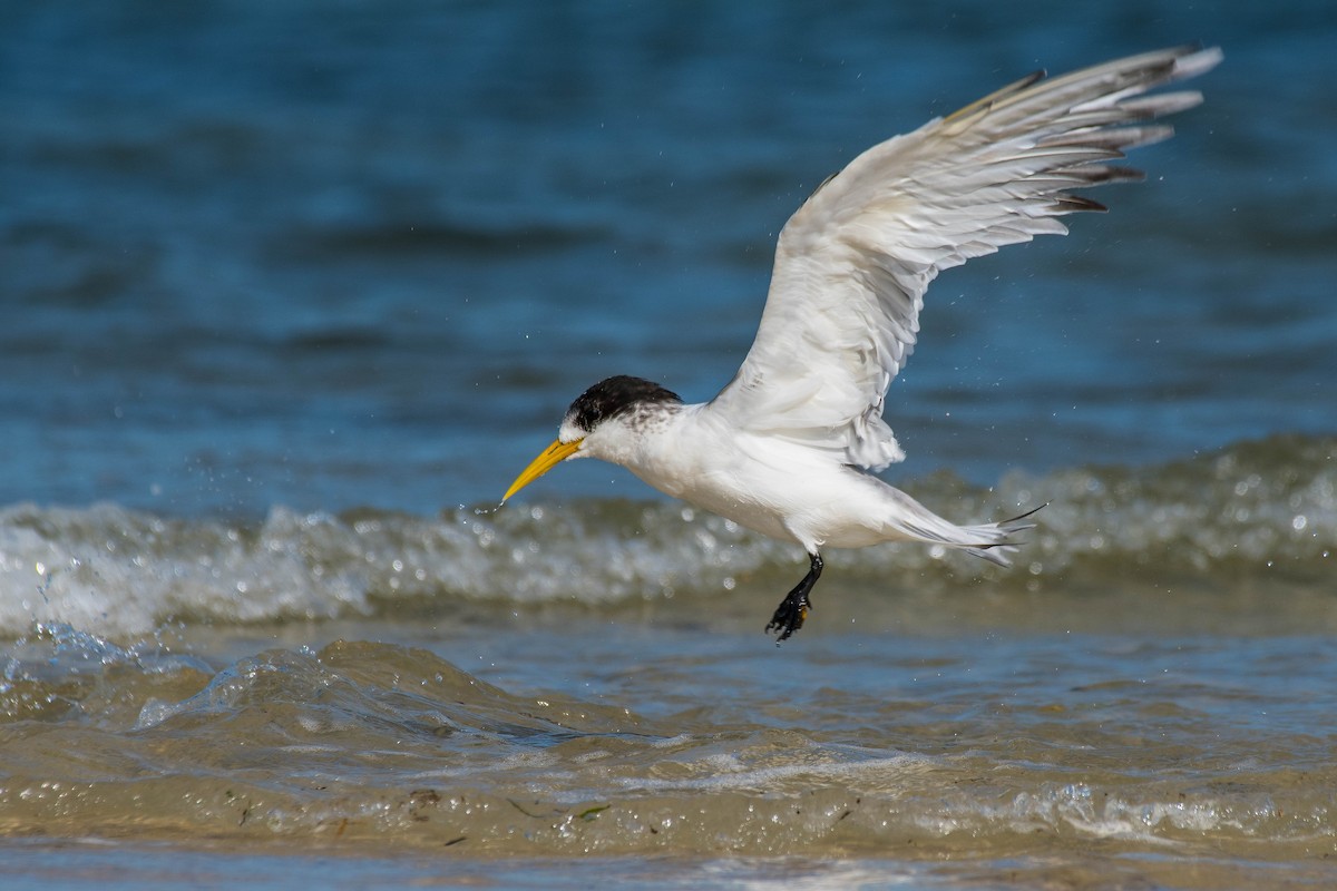 Great Crested Tern - ML154050431