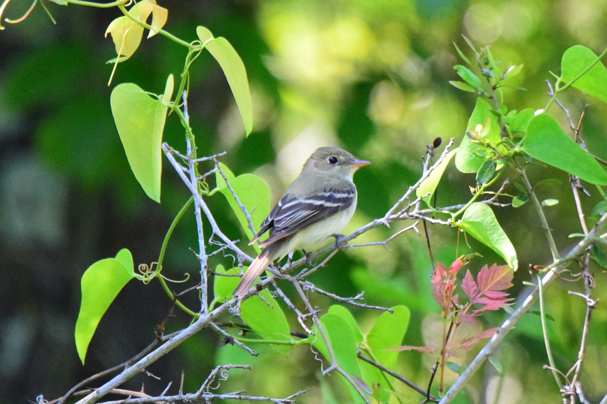 Acadian Flycatcher - Perry Doggrell
