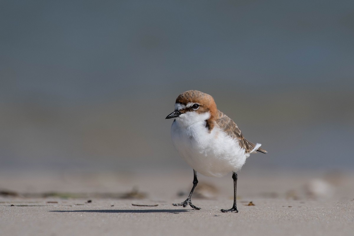 Red-capped Plover - ML154050941