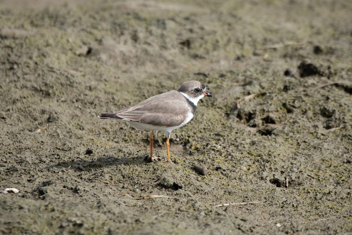 Semipalmated Plover - ML154053201