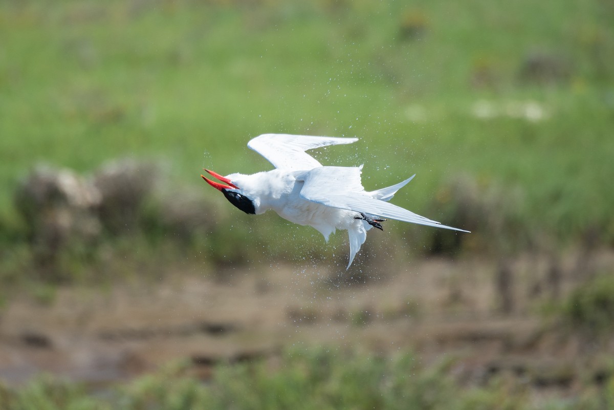 Caspian Tern - Jessica Utley