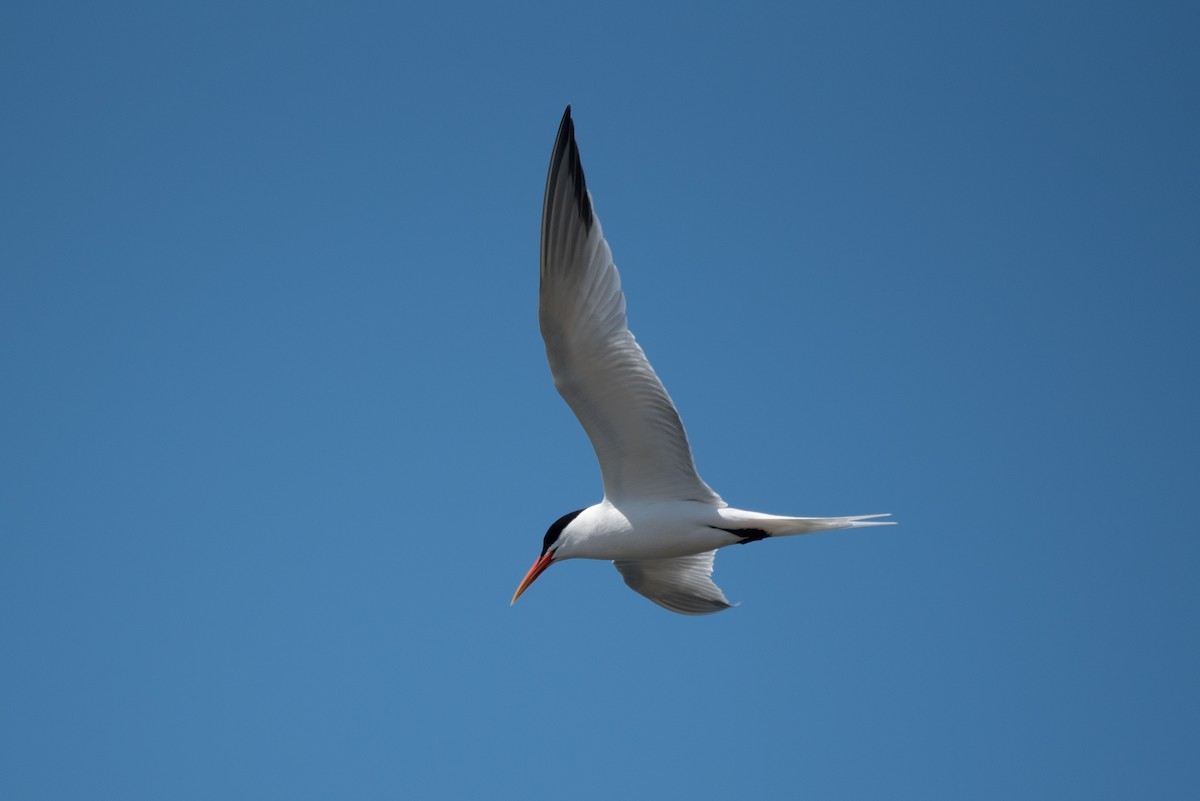 Elegant Tern - Jessica Utley