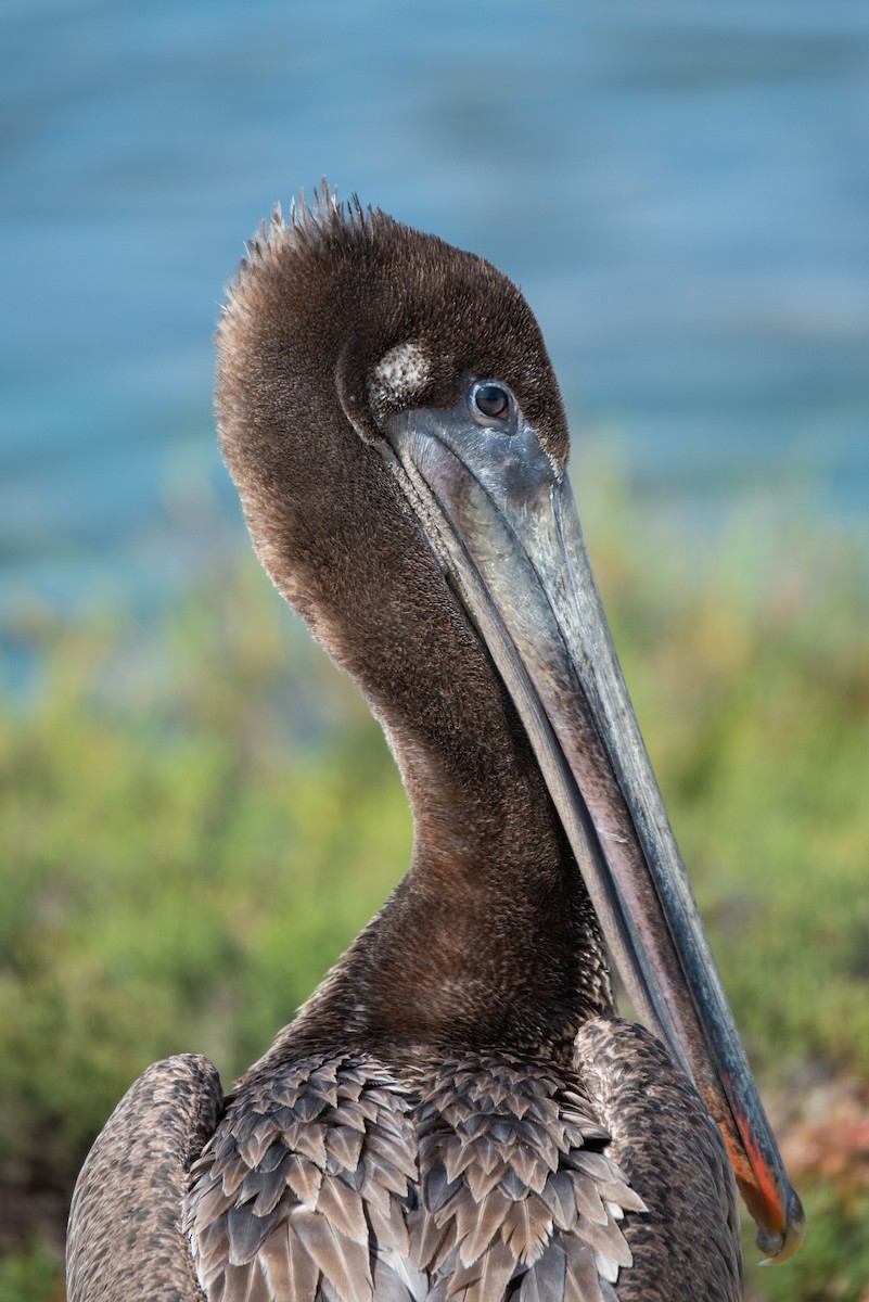 pelikán hnědý - ML154053931