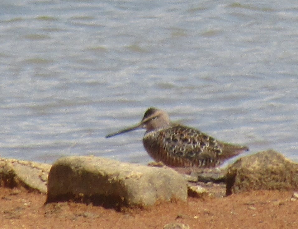 Long-billed Dowitcher - ML154055271