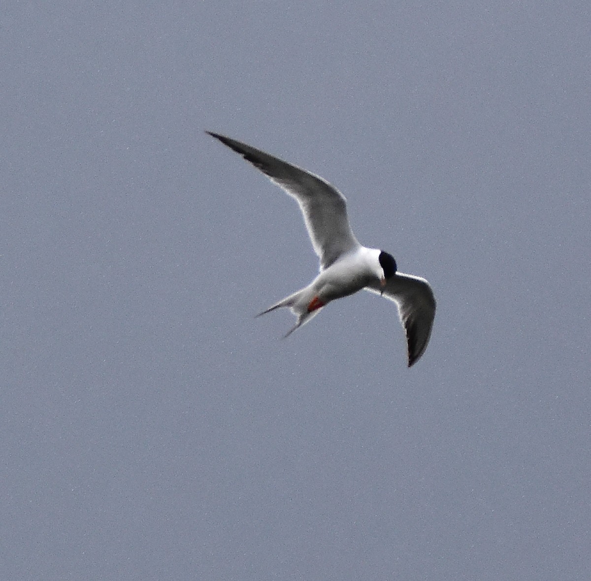 Common Tern - Rick Koval