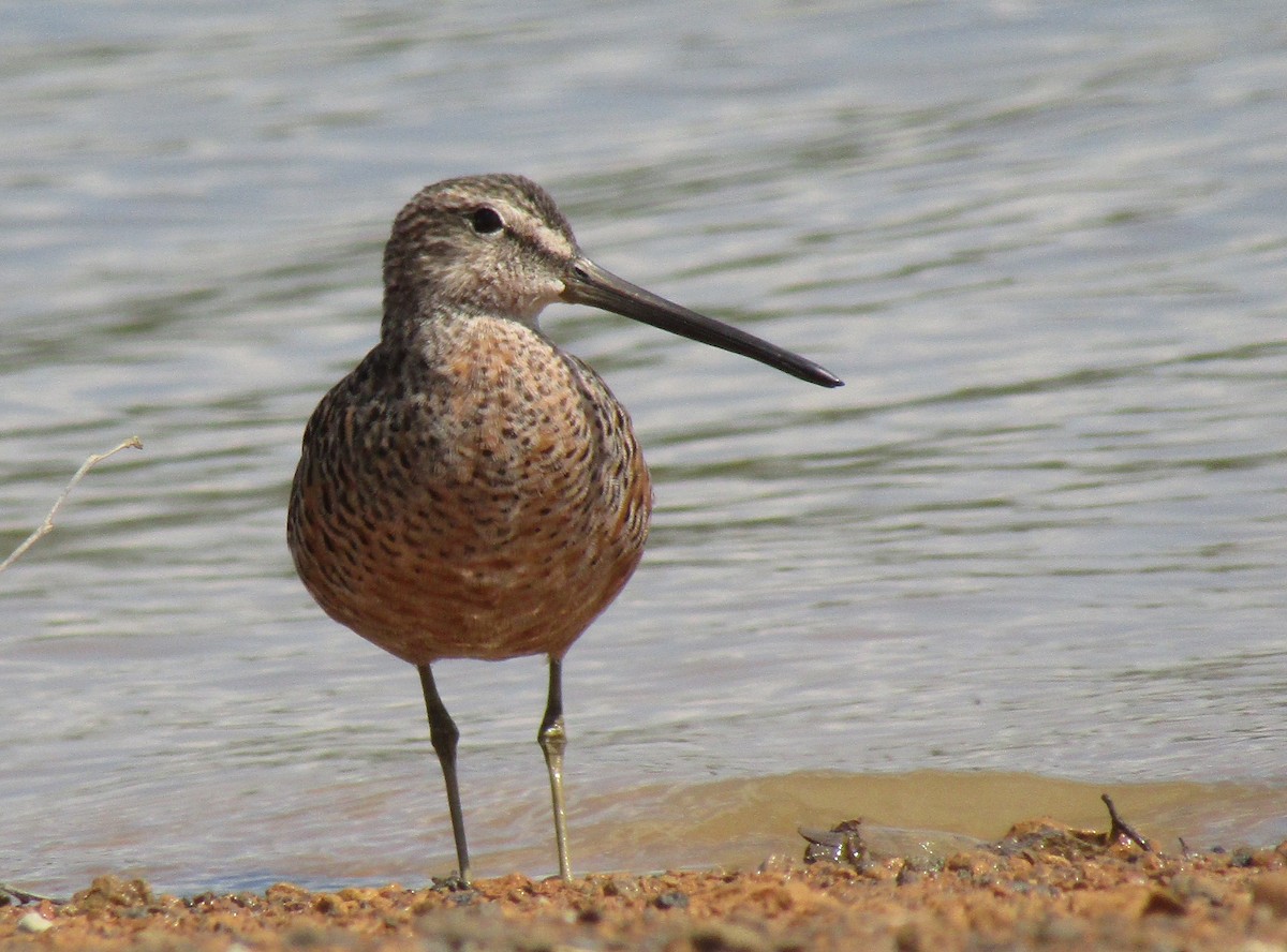 Long-billed Dowitcher - ML154055371