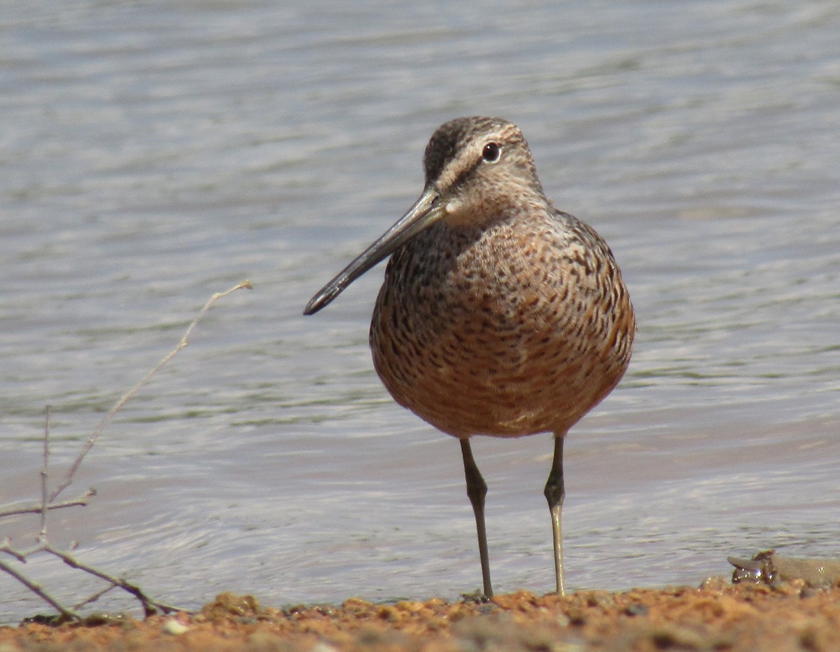 Long-billed Dowitcher - ML154055441