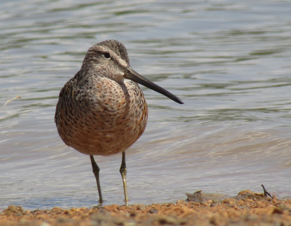 Long-billed Dowitcher - ML154055481