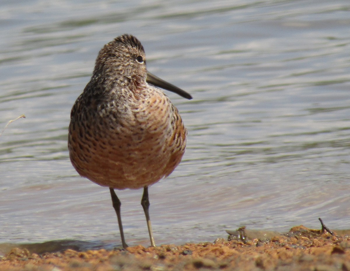 Long-billed Dowitcher - ML154055571