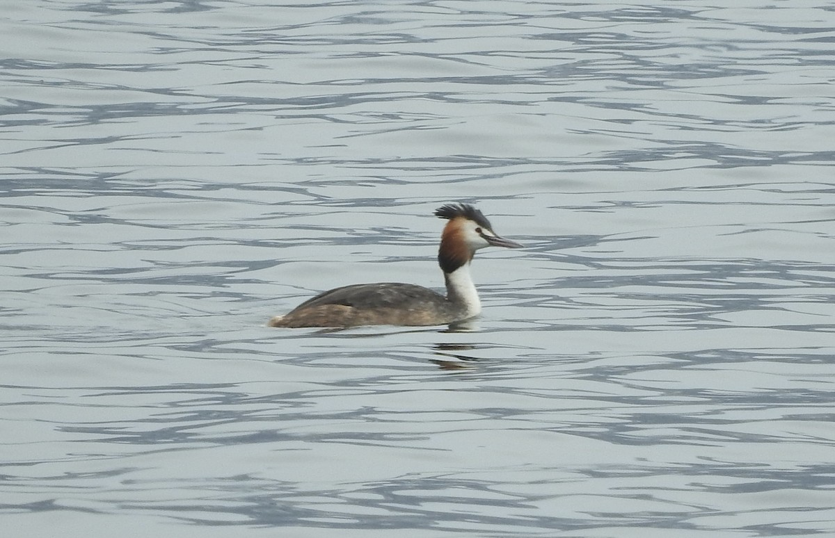 Great Crested Grebe - ML154057271