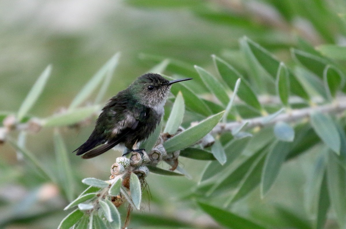 Vervain Hummingbird - ML154059841