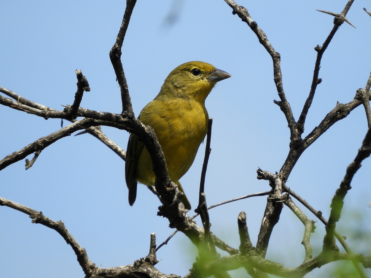 Hepatic Tanager - Gonzalo Diaz