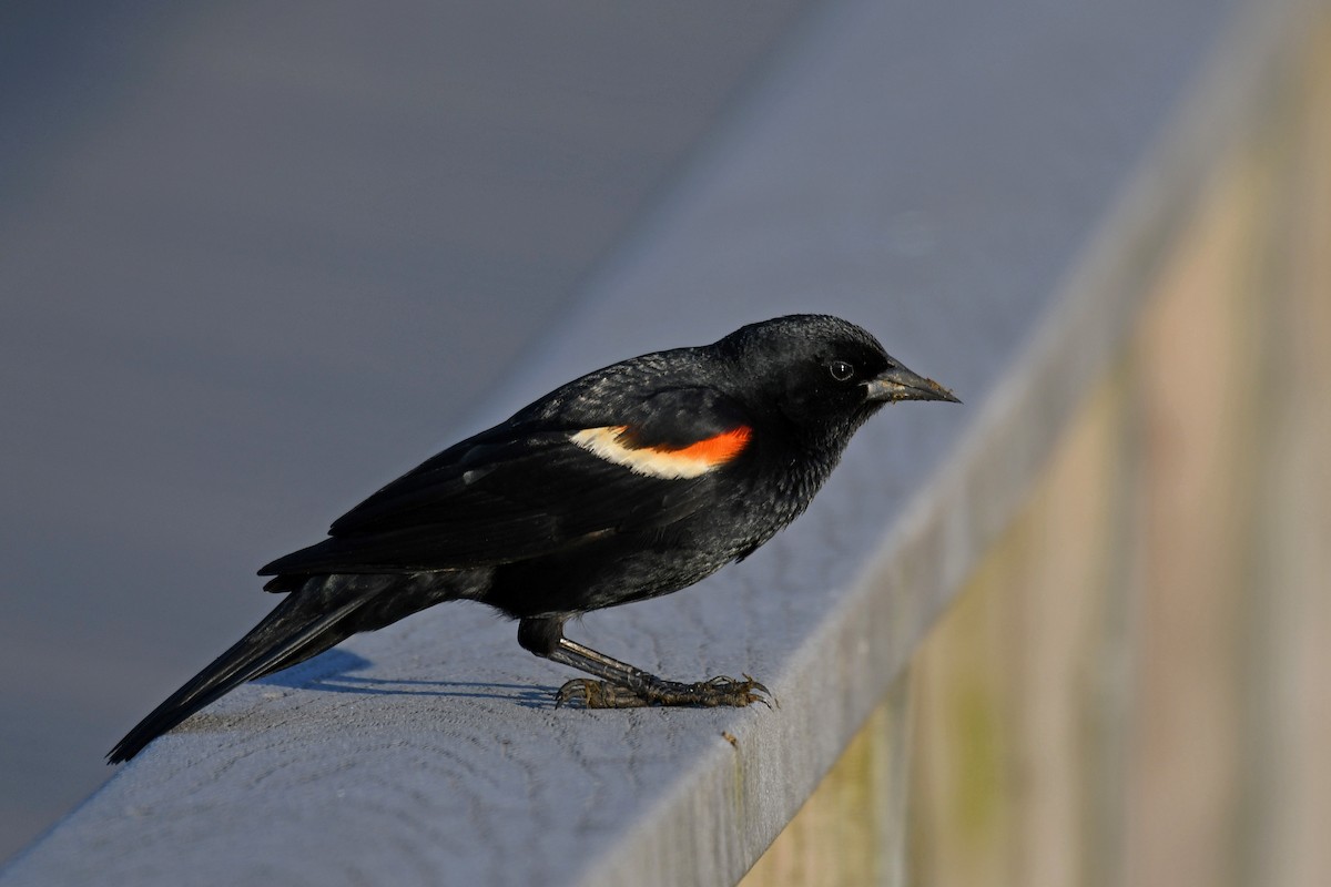 Red-winged Blackbird - ML154069051