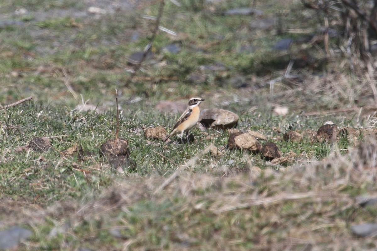 Whinchat - ML154072281