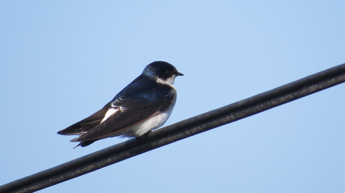 Chilean Swallow - Deva Migrador