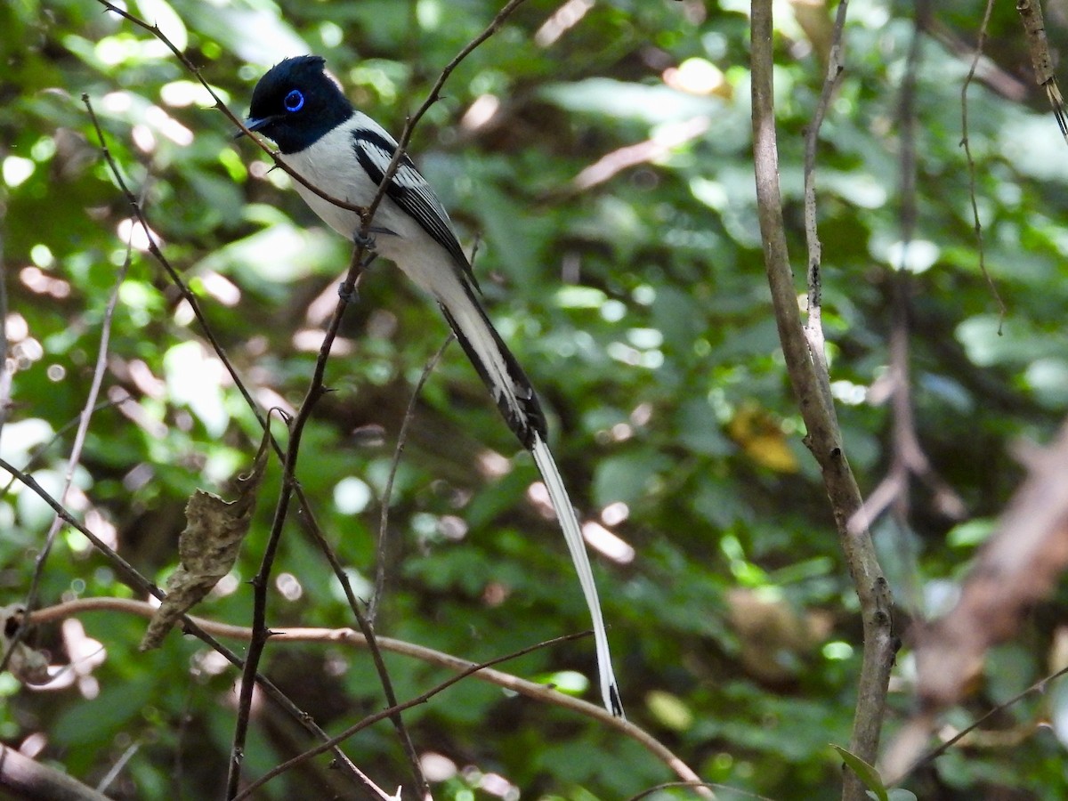 Malagasy Paradise-Flycatcher (Malagasy) - GARY DOUGLAS