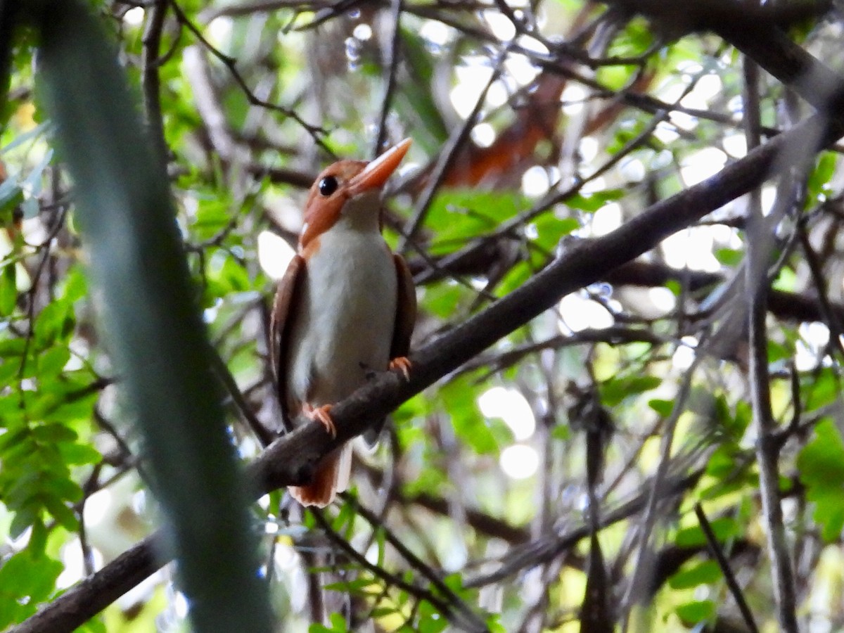 Madagascar Pygmy Kingfisher - GARY DOUGLAS