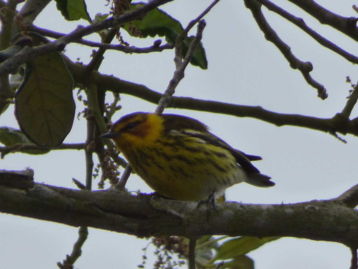 Cape May Warbler - ML154077851