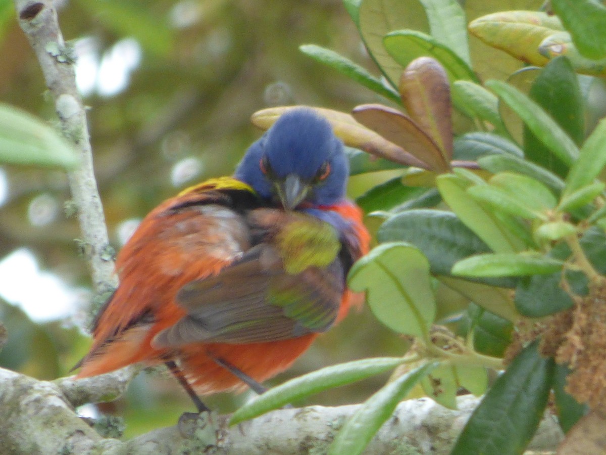 Painted Bunting - ML154077991