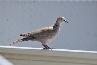 Eurasian Collared-Dove, ML154079791