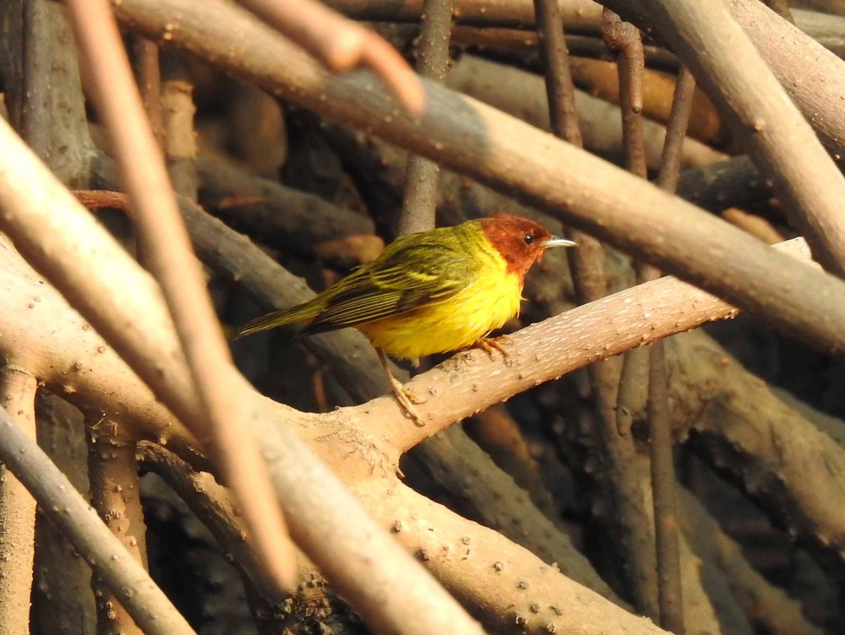 Yellow Warbler (Mangrove) - ML154088241