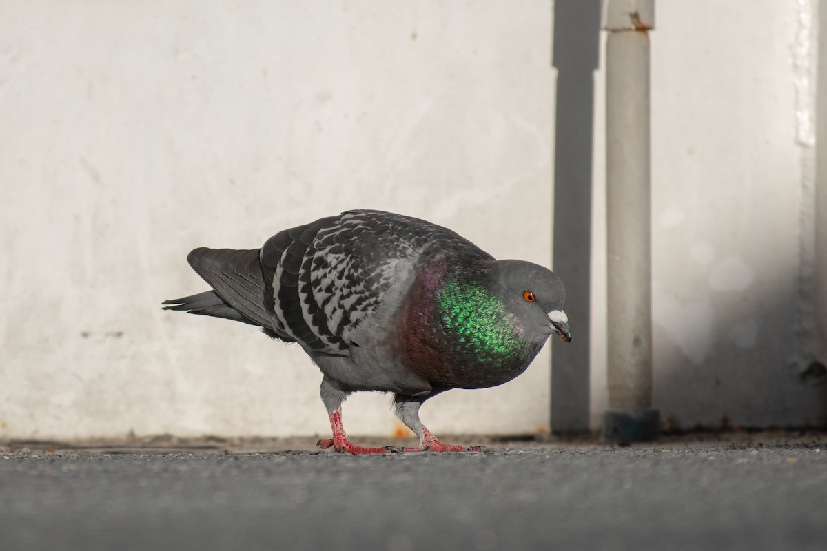 Rock Pigeon (Feral Pigeon) - Danny Tipton