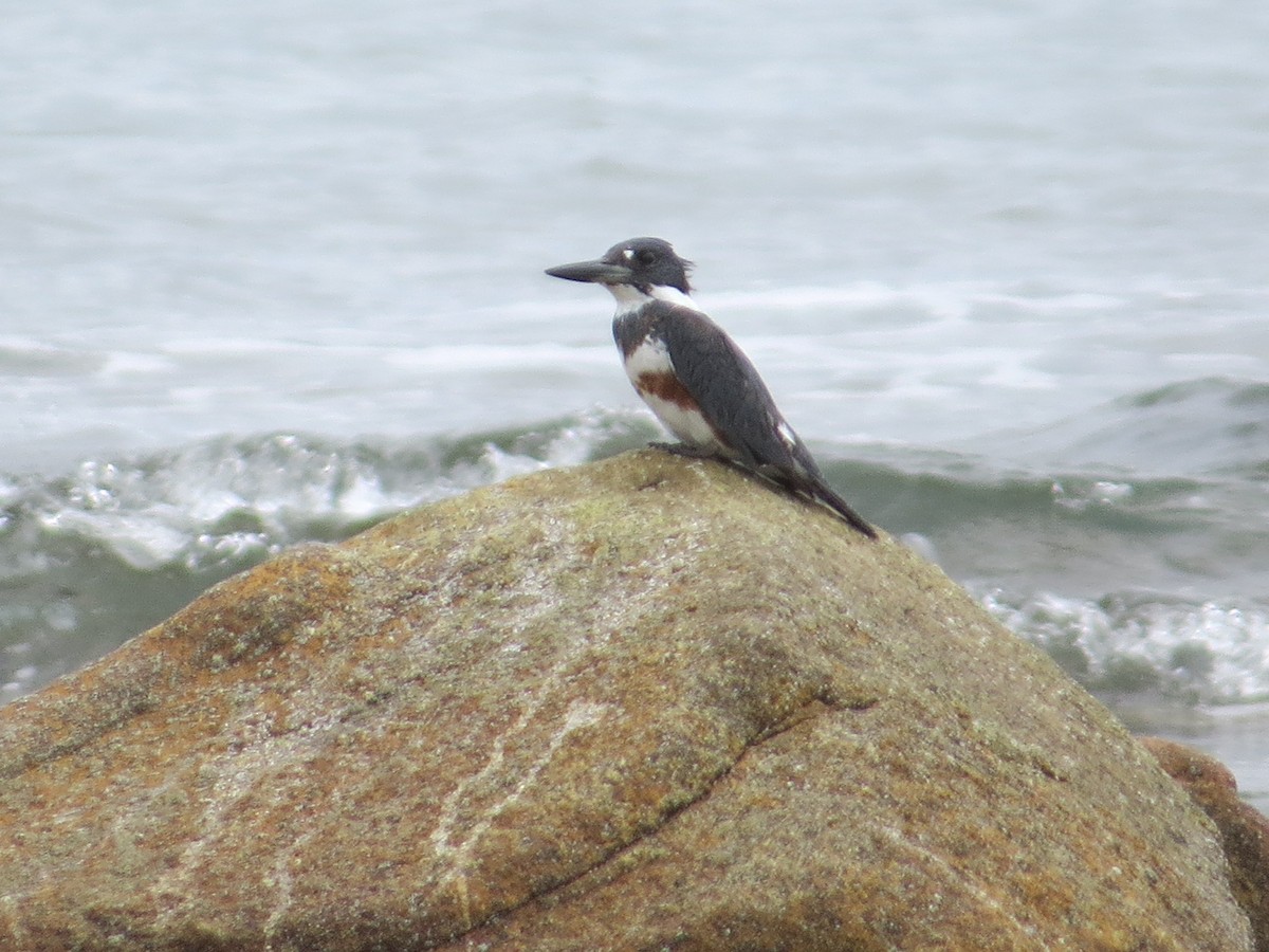 Belted Kingfisher - ML154091321