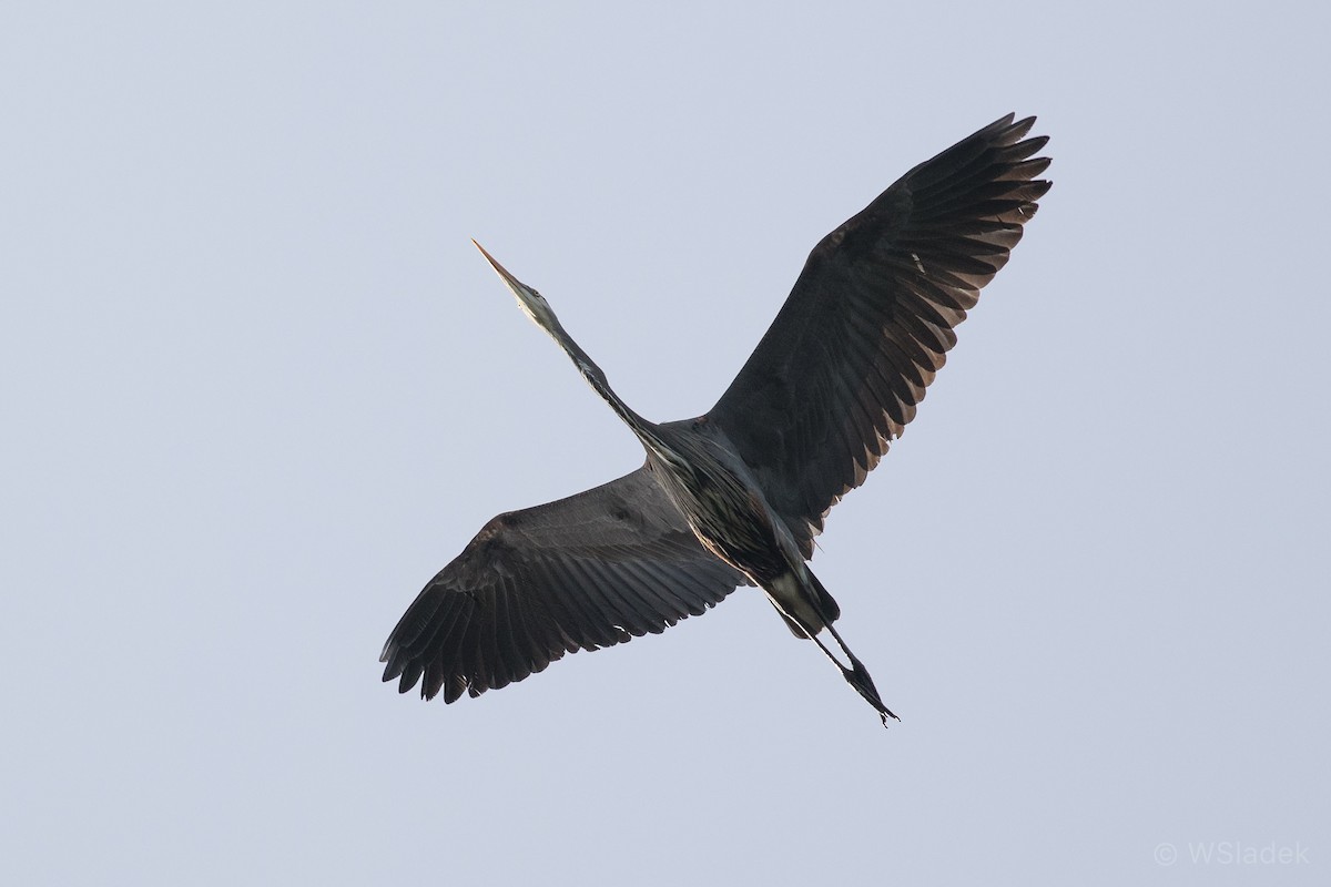 Great Blue Heron - Wayne Sladek