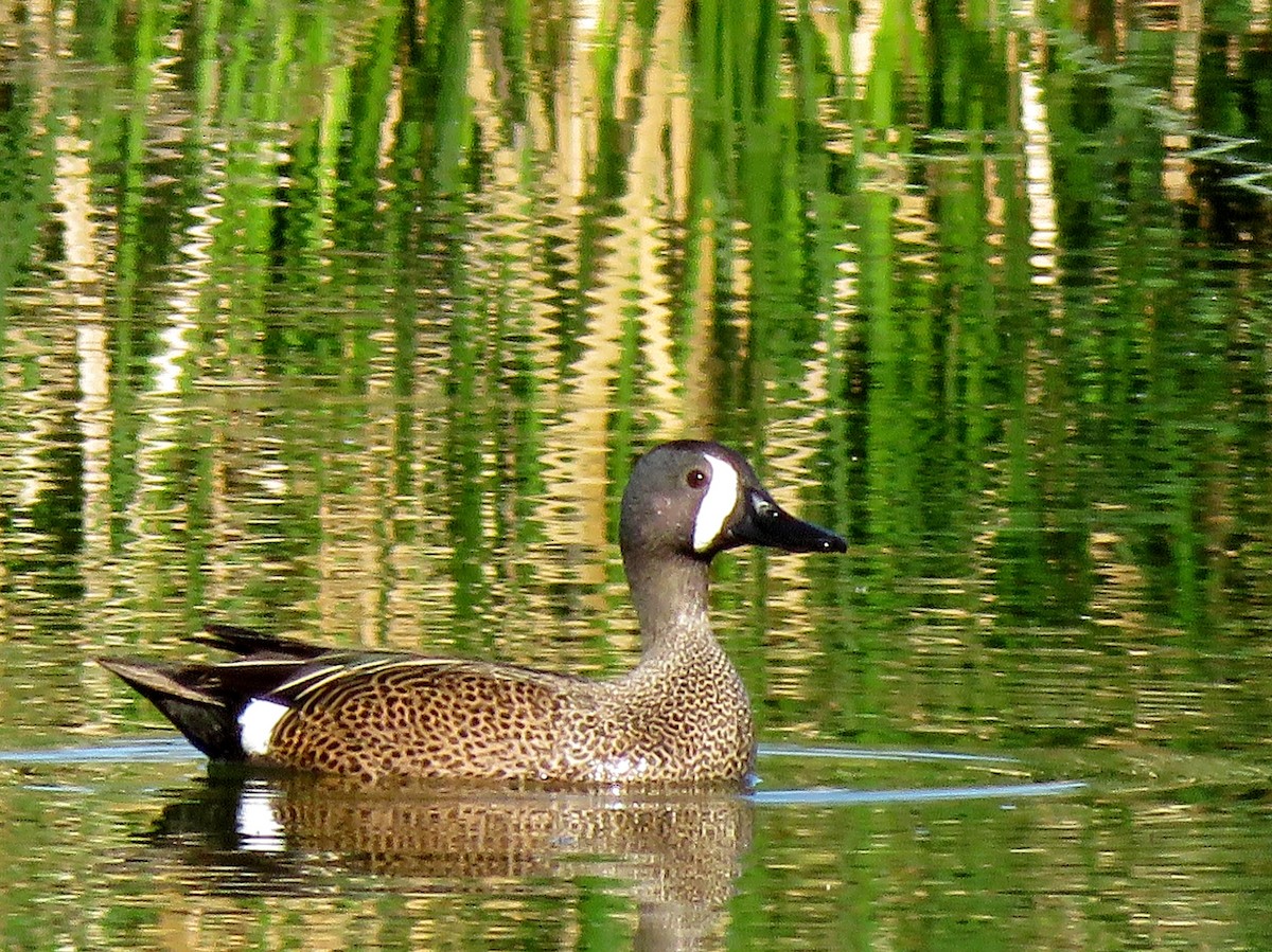 Blue-winged Teal - ML154094611
