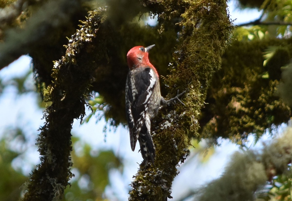 Red-breasted Sapsucker - ML154095151