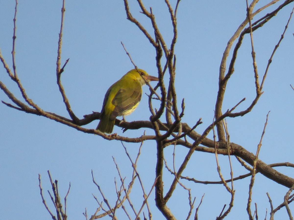 Indian Golden Oriole - ML154096031