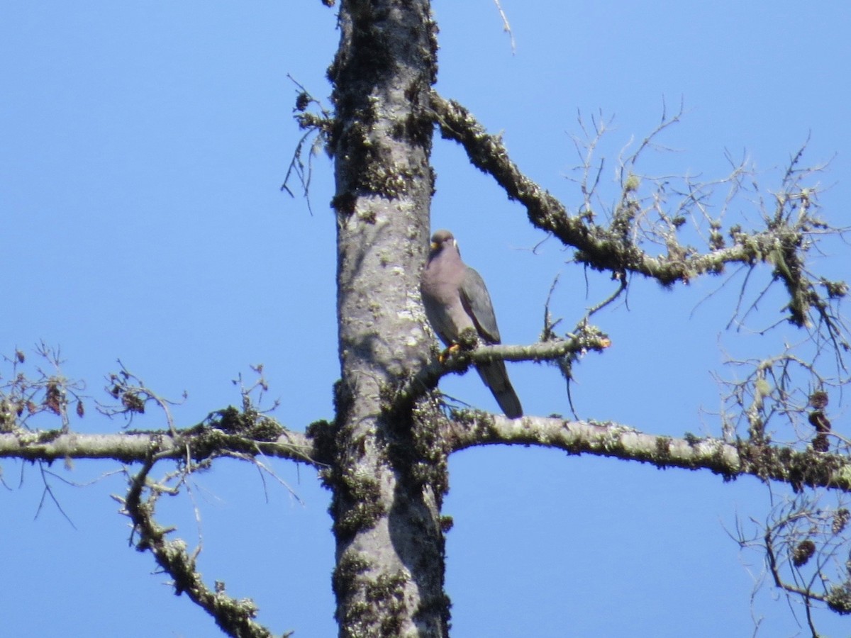 Band-tailed Pigeon - ML154098281