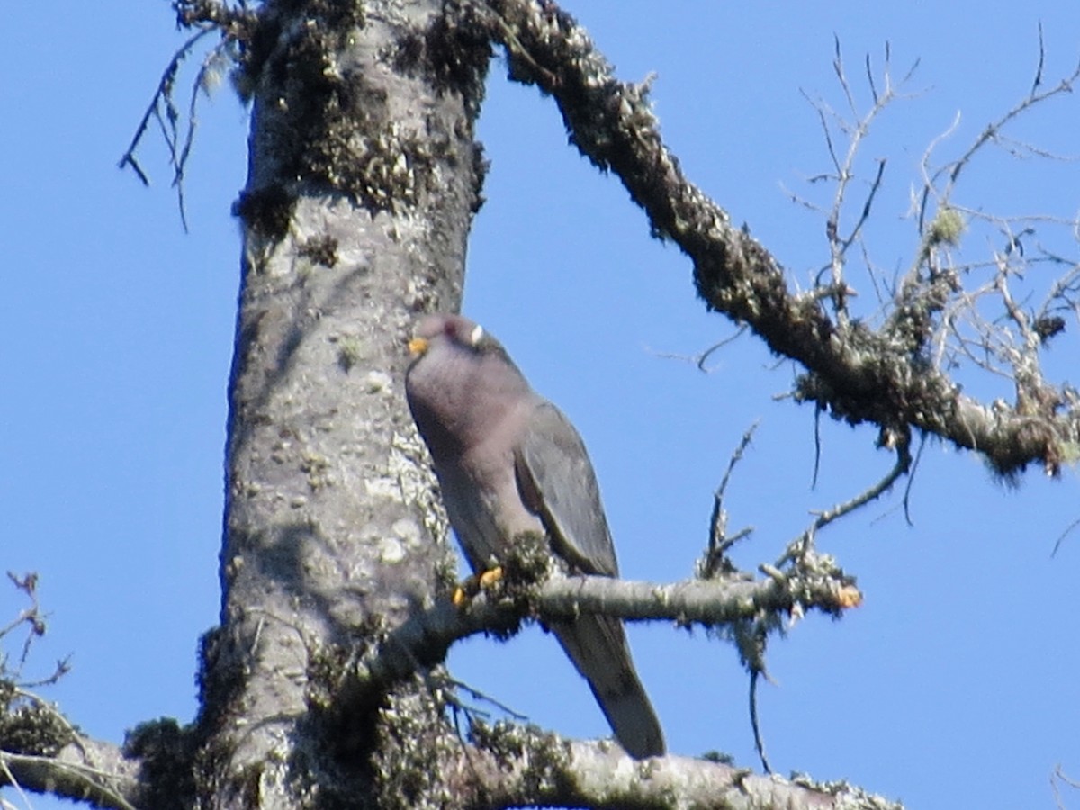 Band-tailed Pigeon - George Gerdts