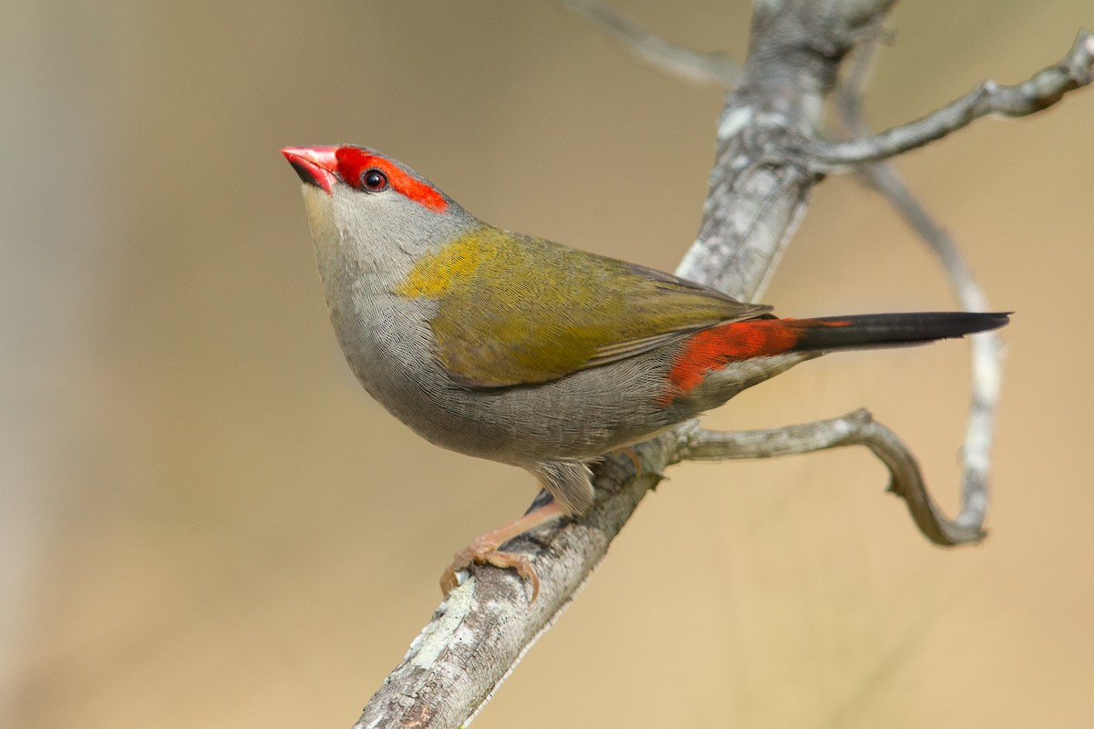 Red-browed Firetail - ML154103121