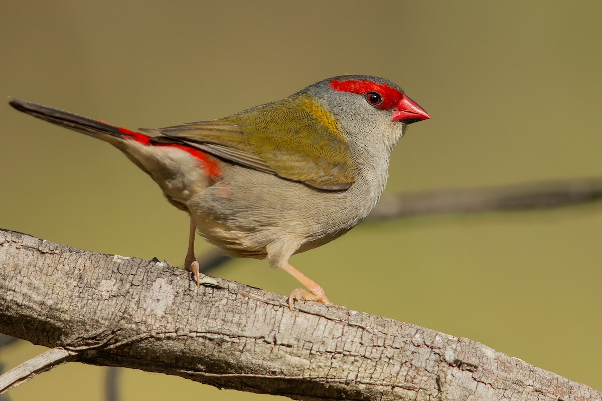 Red-browed Firetail - ML154103191