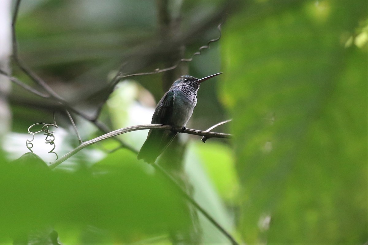 Blue-chested Hummingbird - ML154103581