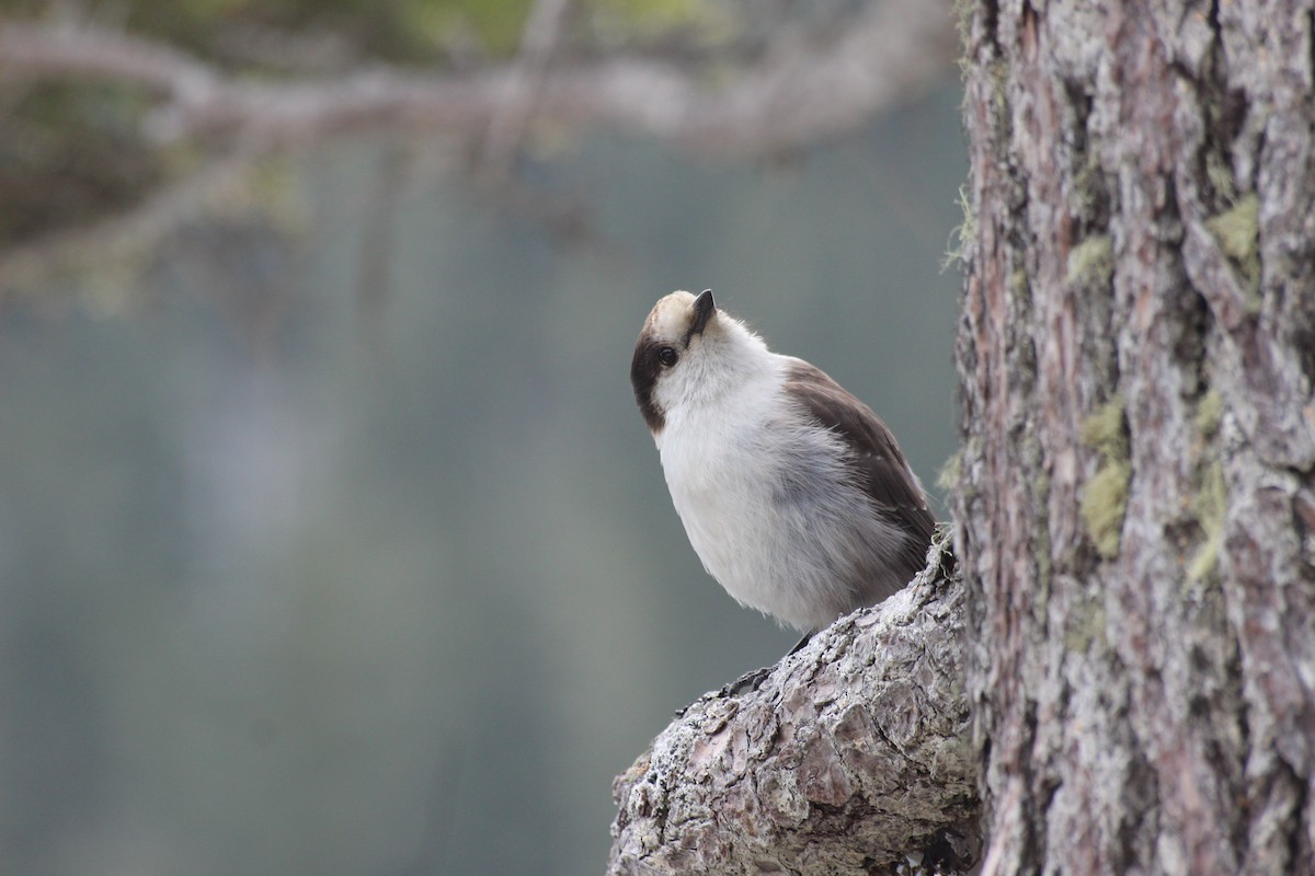 Canada Jay - Theodore Squires