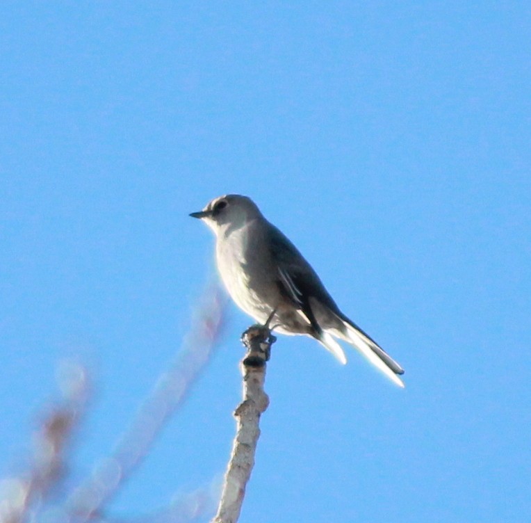 Townsend's Solitaire - ML154105591
