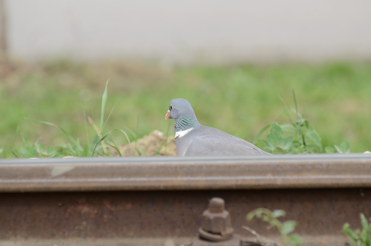 Common Wood-Pigeon - ML154108641