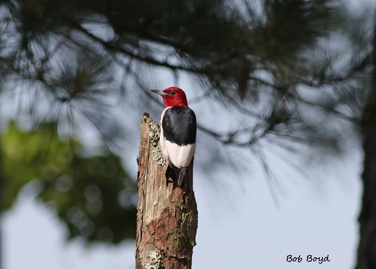 Red-headed Woodpecker - Robert Boyd