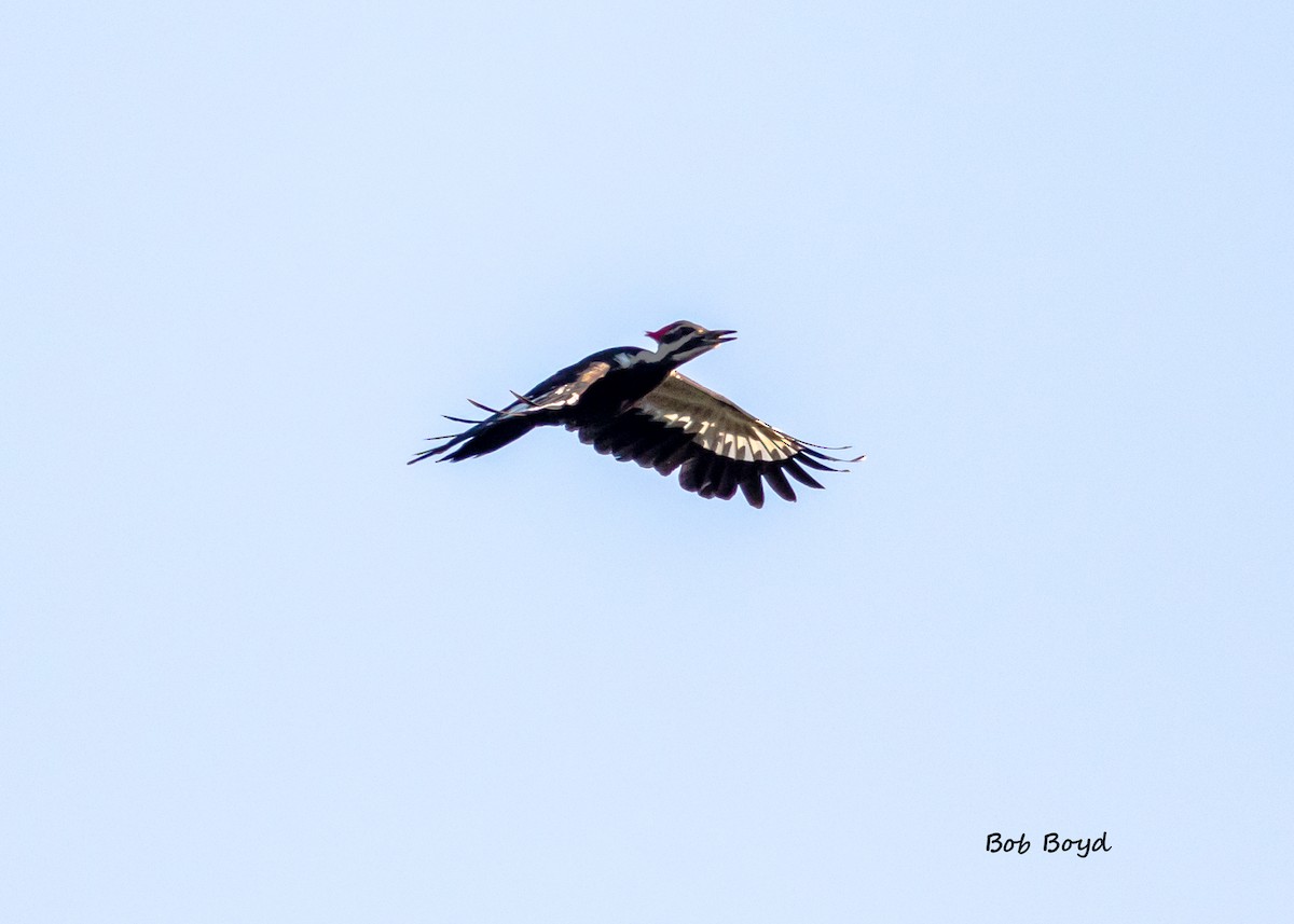 Pileated Woodpecker - Robert Boyd