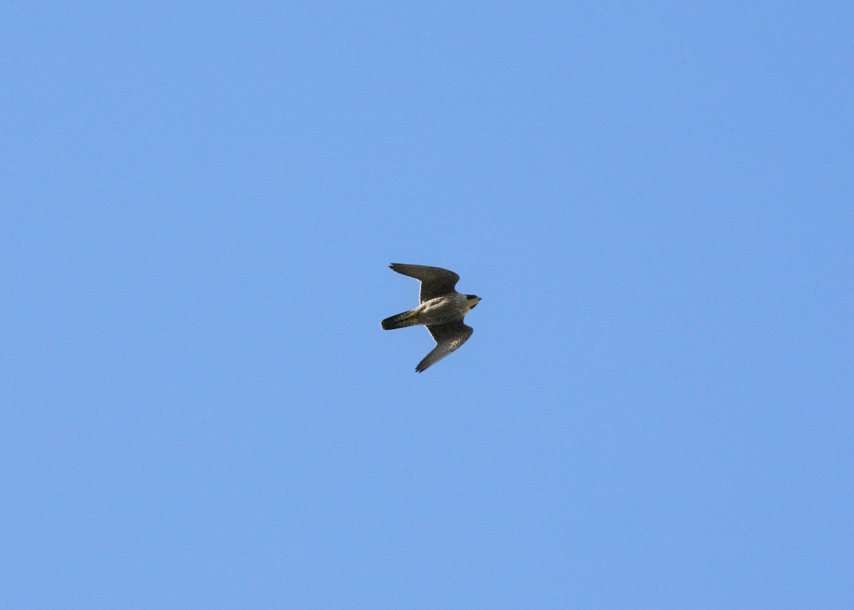 Peregrine Falcon (Australian) - ML154111751